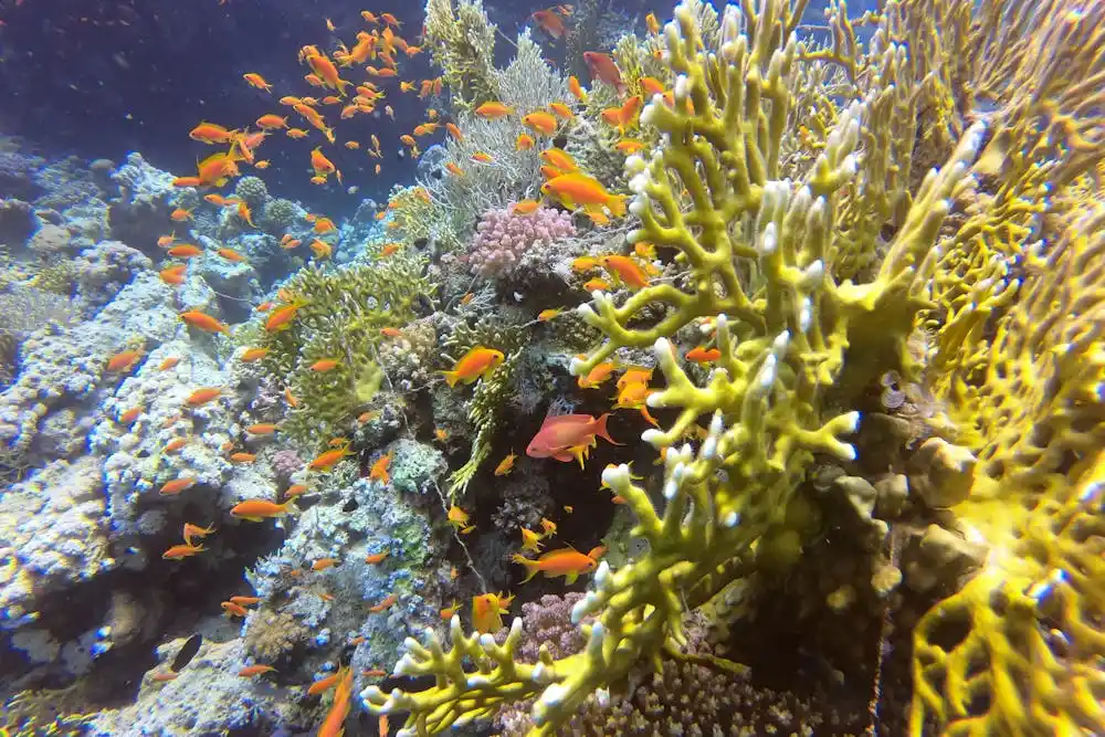 رحلات من طنطا